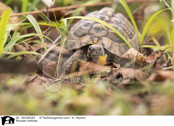 Vierzehenschildkrte / Russian tortoise / AH-08324