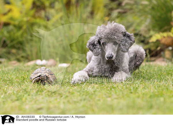 Kleinpudel und Vierzehenschildkrte / Standard poodle and Russian tortoise / AH-08330