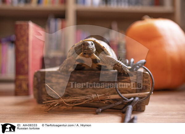 Vierzehenschildkrte / Russian tortoise / AH-08333