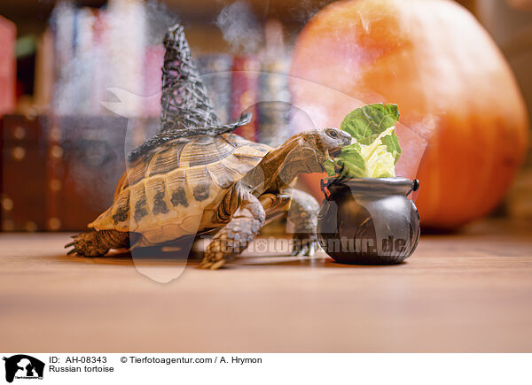 Vierzehenschildkrte / Russian tortoise / AH-08343