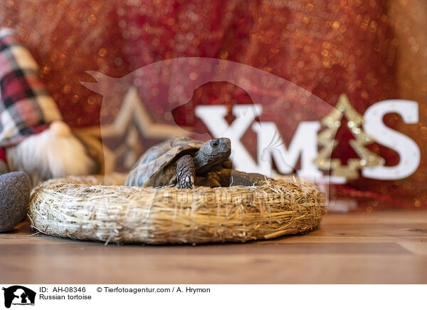 Vierzehenschildkrte / Russian tortoise / AH-08346