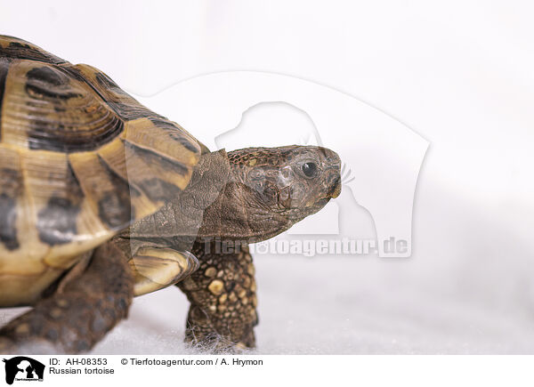 Vierzehenschildkrte / Russian tortoise / AH-08353