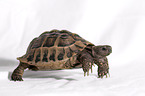 Russian tortoise