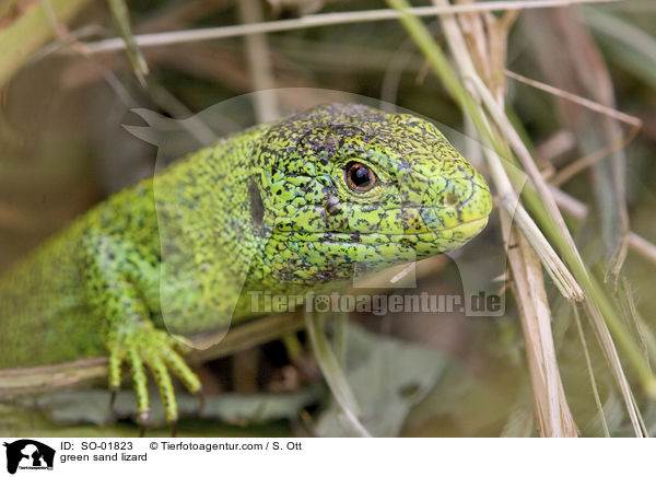 green sand lizard / SO-01823