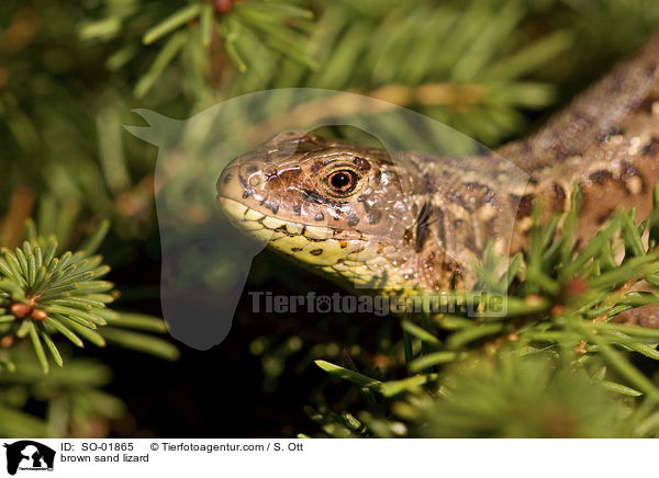 brown sand lizard / SO-01865