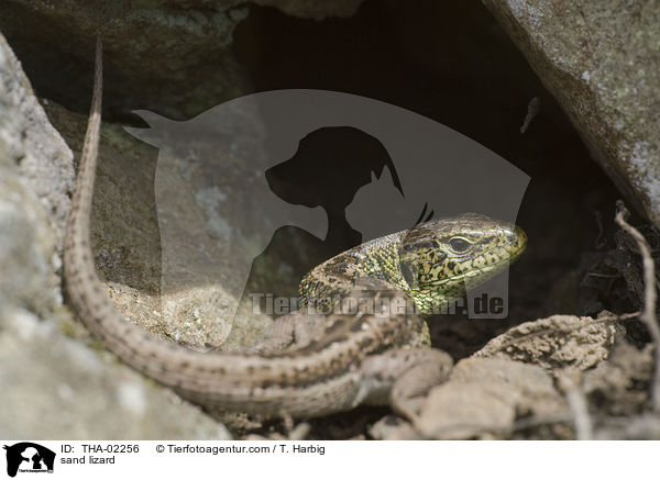 Zauneidechse / sand lizard / THA-02256