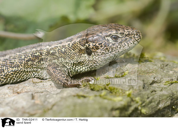 sand lizard / THA-02411