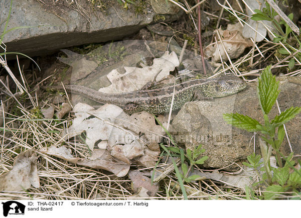 Zauneidechse / sand lizard / THA-02417