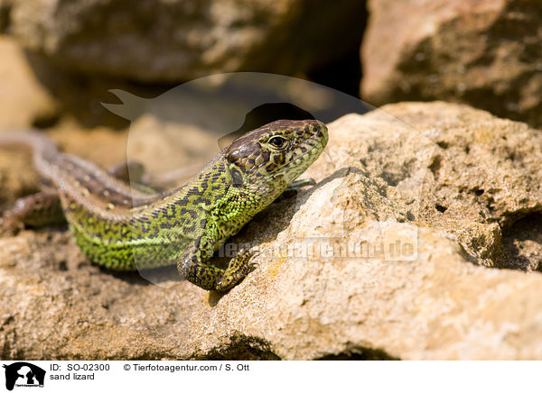 Zauneidechse / sand lizard / SO-02300