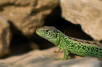 green sand lizard