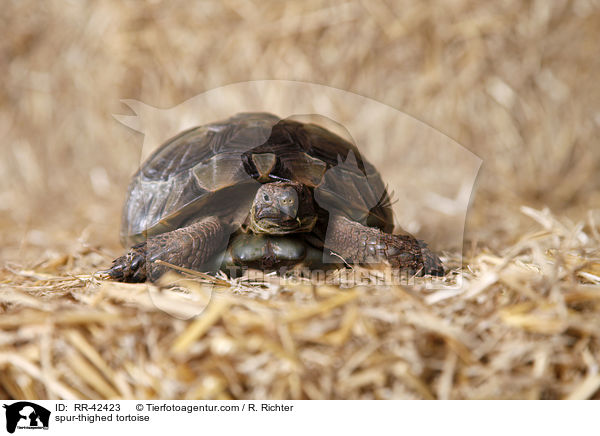 Maurische Landschildkrte / spur-thighed tortoise / RR-42423