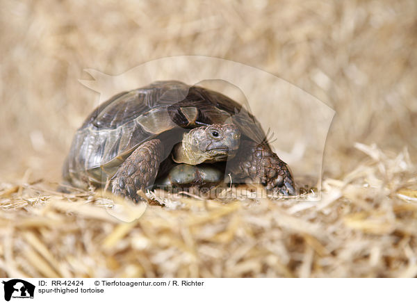 Maurische Landschildkrte / spur-thighed tortoise / RR-42424