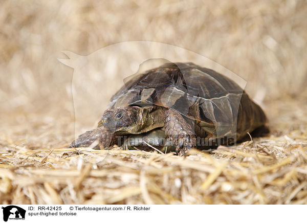 Maurische Landschildkrte / spur-thighed tortoise / RR-42425