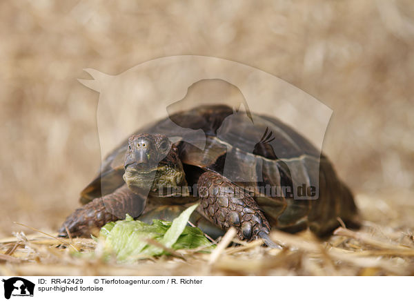 Maurische Landschildkrte / spur-thighed tortoise / RR-42429