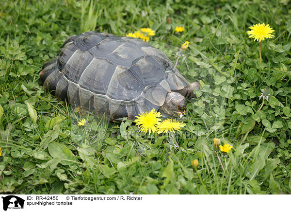 Maurische Landschildkrte / spur-thighed tortoise / RR-42450