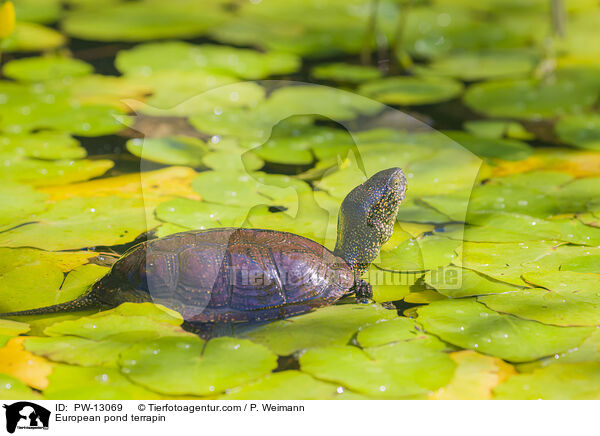 Europische Sumpfschildkrte / European pond terrapin / PW-13069