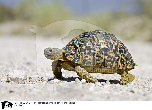 Landschildkrte / tortoise / HJ-02042