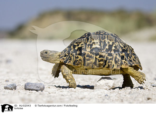 Landschildkrte / tortoise / HJ-02043