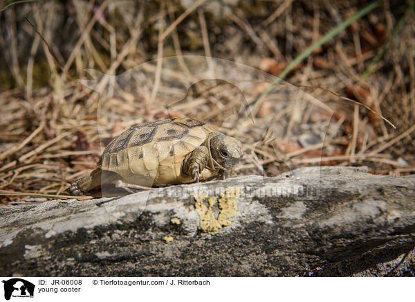 junge Schildkrte / young cooter / JR-06008