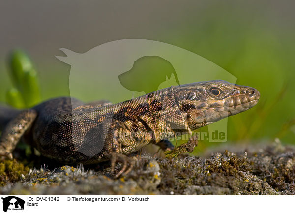 Mauereidechse / lizard / DV-01342