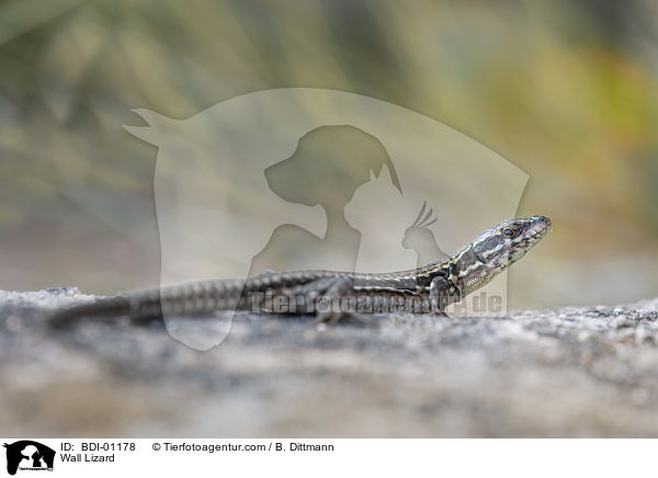 Wall Lizard / BDI-01178