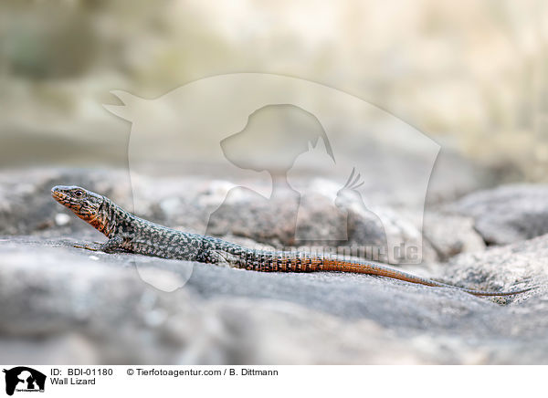 Wall Lizard / BDI-01180