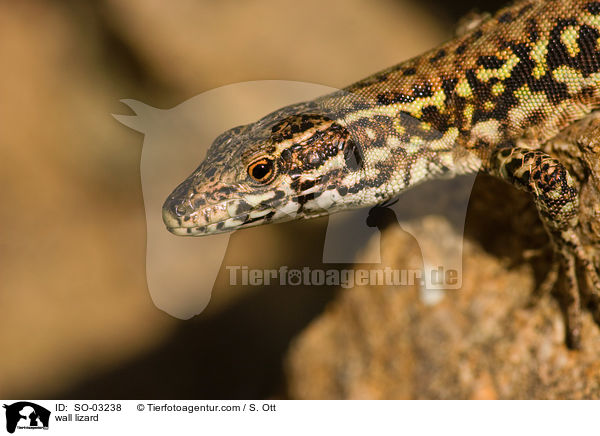 Mauereidechse / wall lizard / SO-03238