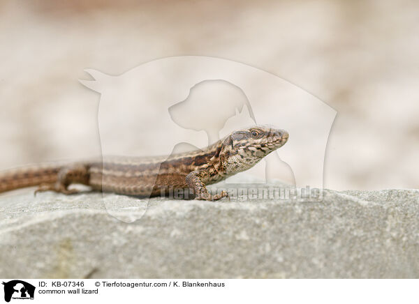 Mauereidechse / common wall lizard / KB-07346