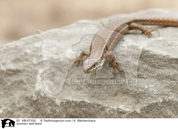 Mauereidechse / common wall lizard / KB-07350