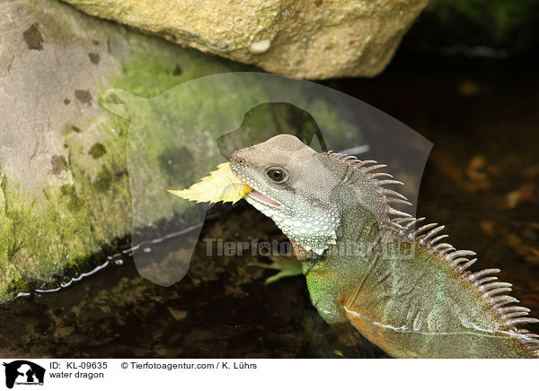 Wasseragame / water dragon / KL-09635