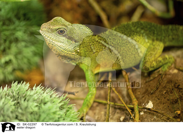 Wasseragame / water dragon / SK-02297