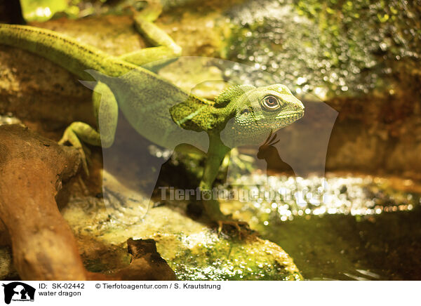 Wasseragame / water dragon / SK-02442