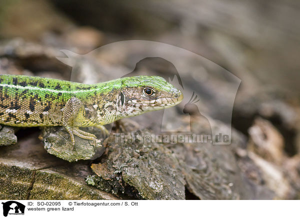 westliche Smaragdeidechse / western green lizard / SO-02095