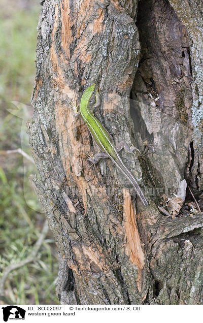 westliche Smaragdeidechse / western green lizard / SO-02097