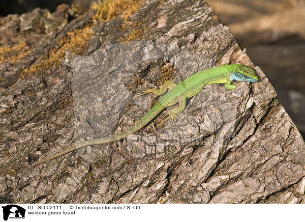 westliche Smaragdeidechse / western green lizard / SO-02111