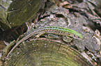 western green lizard