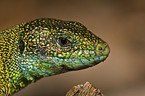 western green lizard