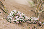 horned viper