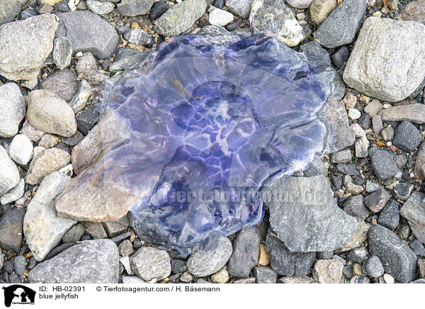 Blaue Nesselqualle / blue jellyfish / HB-02391