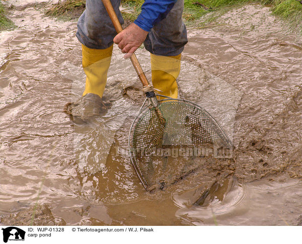 Karpfenteich abfischen / carp pond / WJP-01328