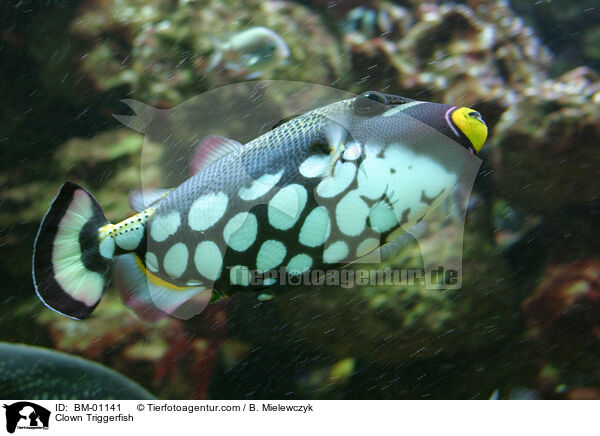 Leopard-Drckerfisch / Clown Triggerfish / BM-01141