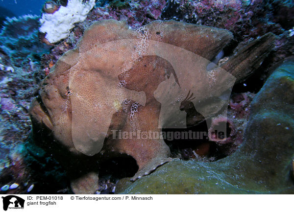 Commersons Anglerfisch / giant frogfish / PEM-01018