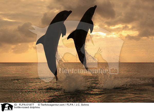 bottle-nosed dolphins / FLPA-01877