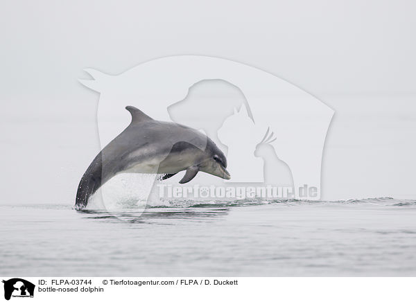 bottle-nosed dolphin / FLPA-03744