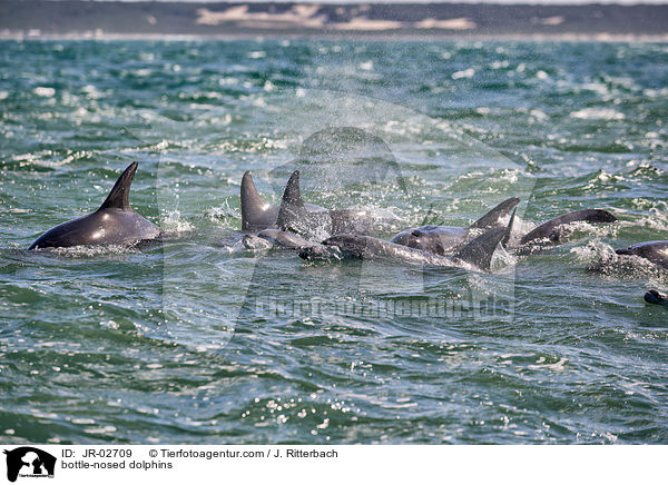 bottle-nosed dolphins / JR-02709