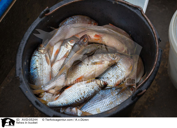 Fische im Eimer / fishes in bucket / AVD-05244