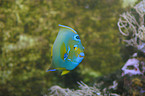 flame angelfish