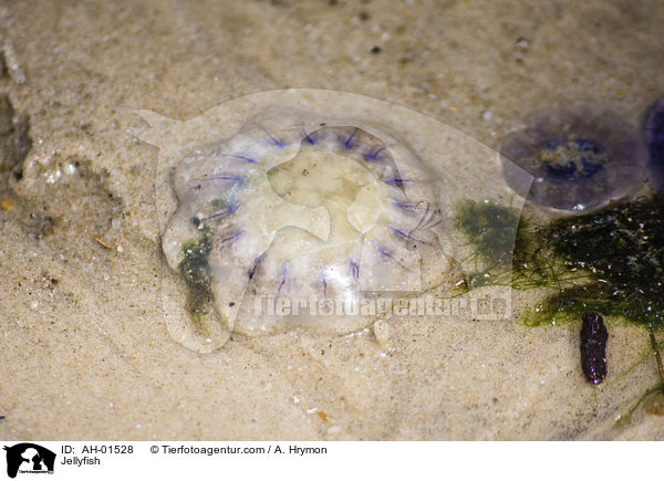 Jellyfish / AH-01528