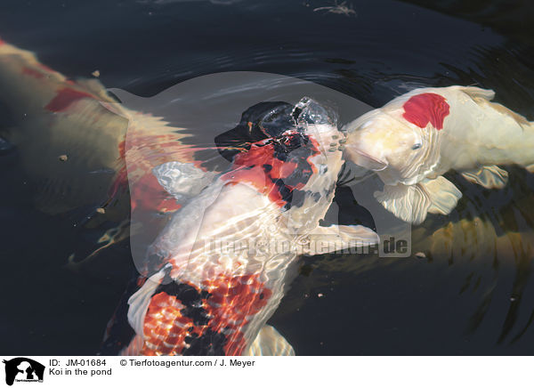 Koi in the pond / JM-01684