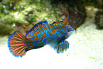 Mandarin Fish